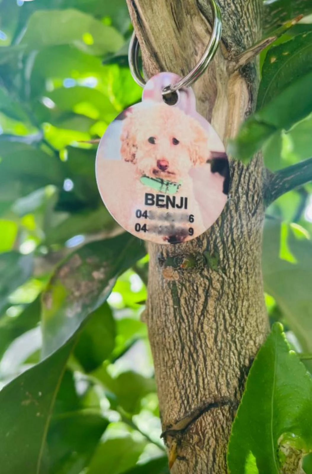 Personalised Pet tags with your pet’s picture